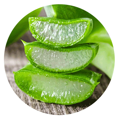 aloe vera cannabidiol cannabis