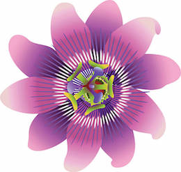 fleur-de-la-passion-cbd-cannabidiol-dream-natureight-cbd.fr.jpg