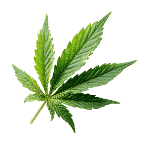 large choix de produits cbd