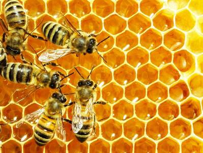 rsz_abeilles-miel-cbd-cannabidiol-cbdfr.jpg?1642178609410
